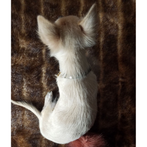 Chihuahua Puppy Caden