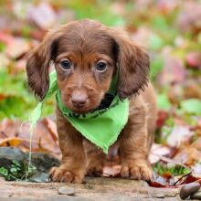 Dachshund Puppy Toffee