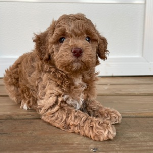 Cockapoo Puppy Sydney