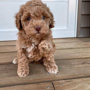 Cockapoo Puppy Sydney