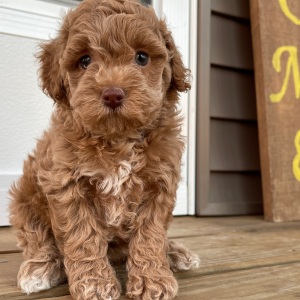 Cockapoo Puppy Sydney