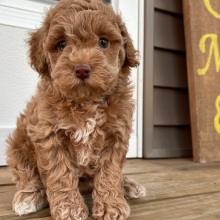 Cockapoo Puppy Sydney