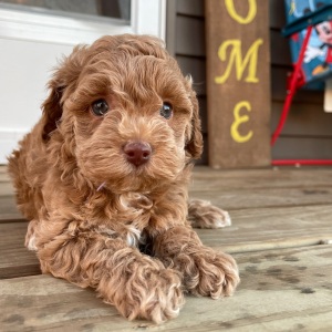Cockapoo Puppy Sydney