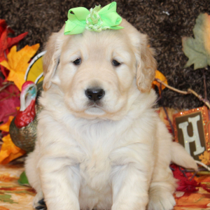 Golden Retriever Puppy Sarabell