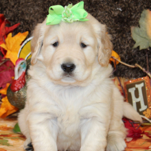 Golden Retriever Puppy Sarabell