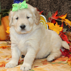 Golden Retriever Puppy Sarabell