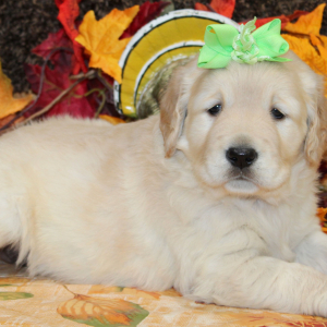 Golden Retriever Puppy Sarabell