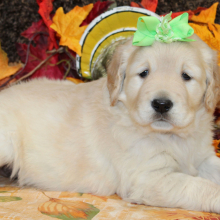 Golden Retriever Puppy Sarabell