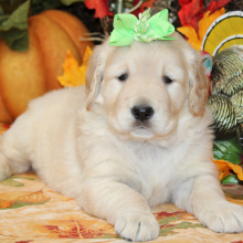 Golden Retriever Puppy Sarabell