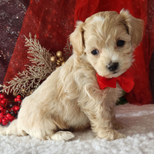 Maltipoo Puppy Moose