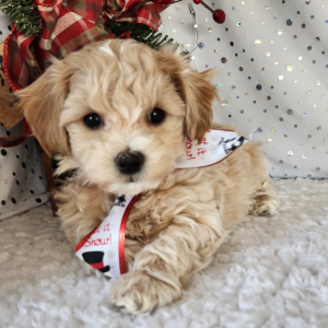 Maltipoo Puppy Moose