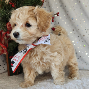 Maltipoo Puppy Moose