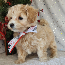 Maltipoo Puppy Moose