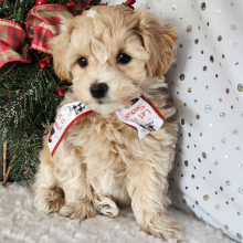 Maltipoo Puppy Moose