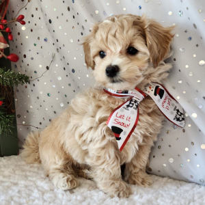 Maltipoo Puppy Moose