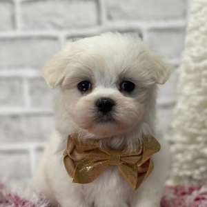 Maltese Puppy Wes