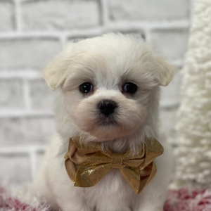 Maltese Puppy Wes