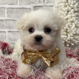 Maltese Puppy Wes