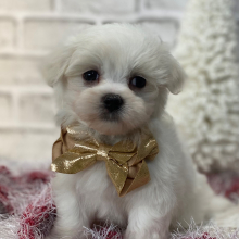 Maltese Puppy Wes