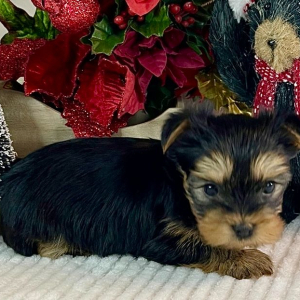 Yorkshire Terrier Puppy Sadie