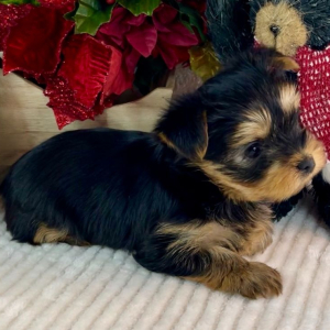 Yorkshire Terrier Puppy Sadie