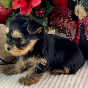 Yorkshire Terrier Puppy Sadie