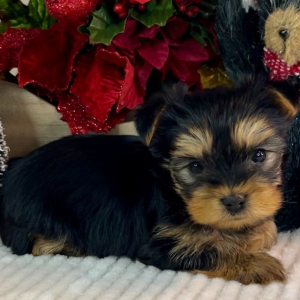 Yorkshire Terrier Puppy Sadie