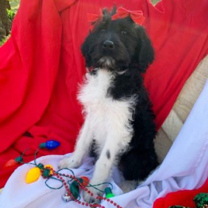 Labradoodle Puppy Abbie