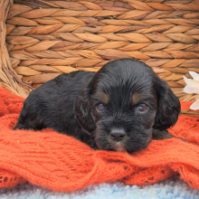 Cockalier Puppy Spicer