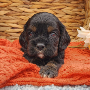 Cockalier Puppy Spicer