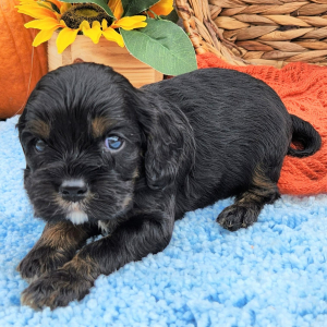 Cockalier Puppy Spicer