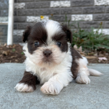 Shih Tzu Puppy Edward