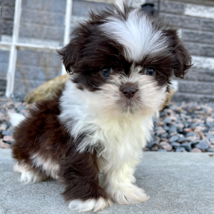 Shih Tzu Puppy Edward
