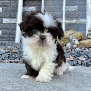 Shih Tzu Puppy Edward