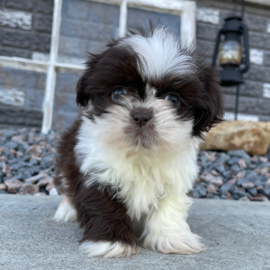 Shih Tzu Puppy Edward