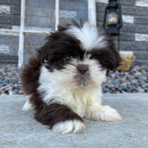 Shih Tzu Puppy Edward