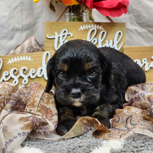 Cockalier Puppy Fidoe