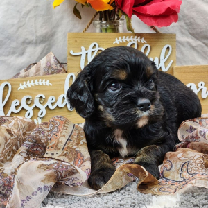 Cockalier Puppy Fidoe