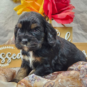 Cockalier Puppy Fidoe
