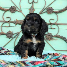 Cockalier Puppy Fidoe