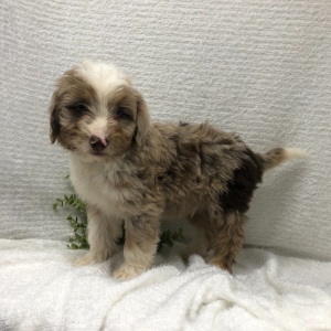 Aussiedoodle Puppy TEel