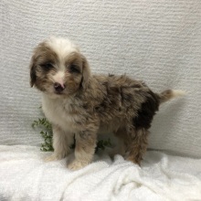 Aussiedoodle Puppy TEel
