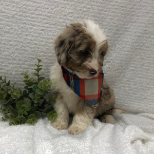 Aussiedoodle Puppy TEel