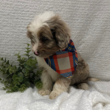 Aussiedoodle Puppy TEel