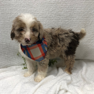 Aussiedoodle Puppy TEel