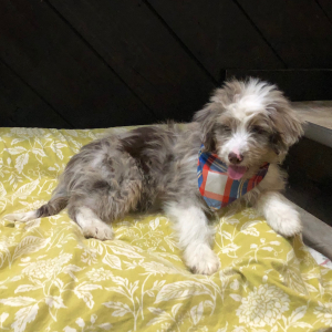 Aussiedoodle Puppy Teel