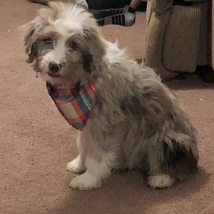 Aussiedoodle Puppy Teel