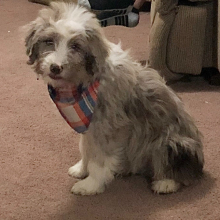 Aussiedoodle Puppy Teel