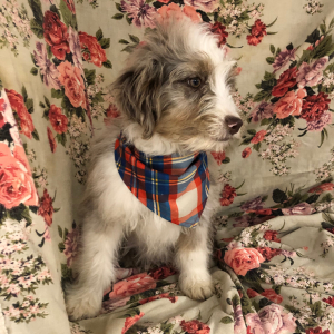 Aussiedoodle Puppy Teel