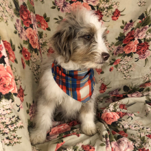 Aussiedoodle Puppy Teel